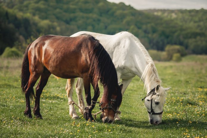 Race de cheval : comment reconnaître la race d’un cheval